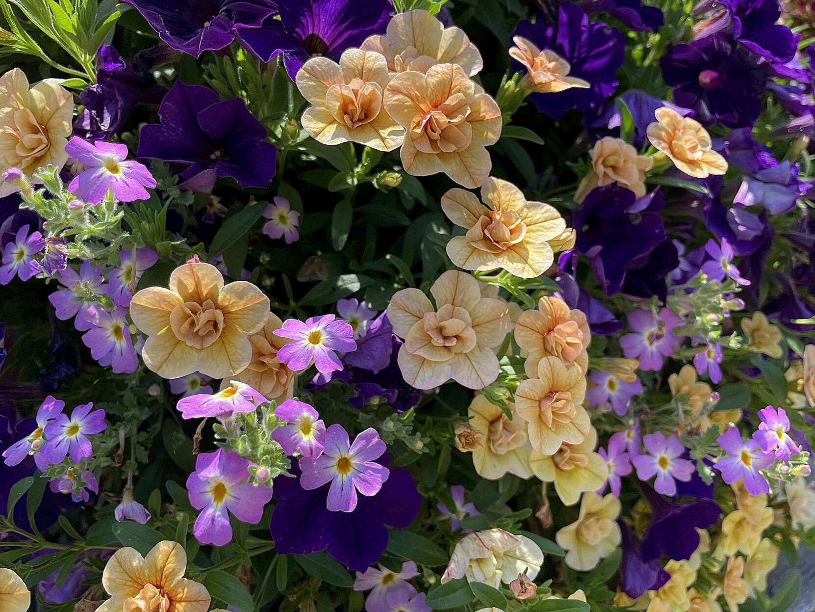 On Gardening: Safari in your garden with South African phlox