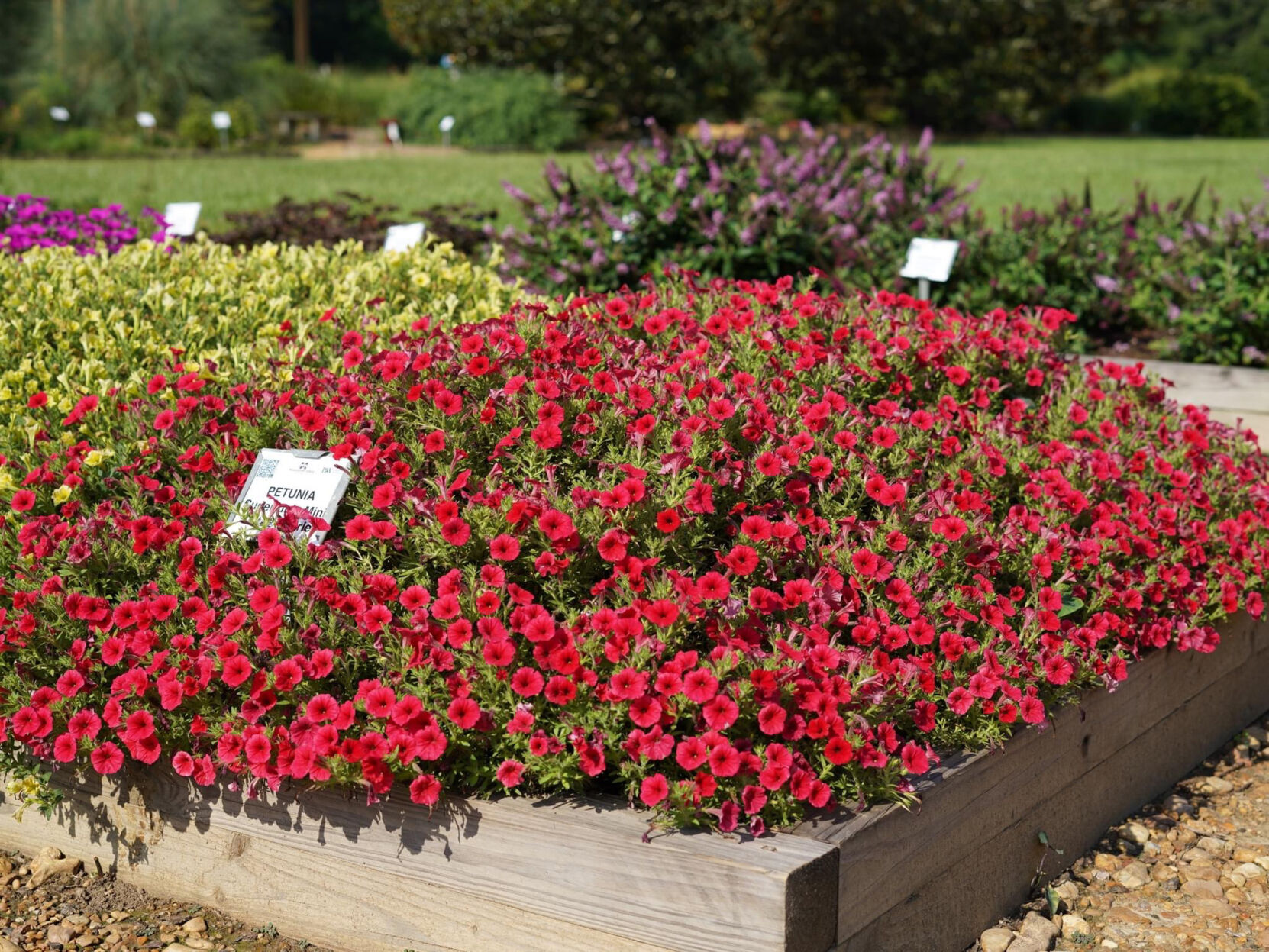 On Gardening: Scarlet goes wild in hot new petunia | Gardening