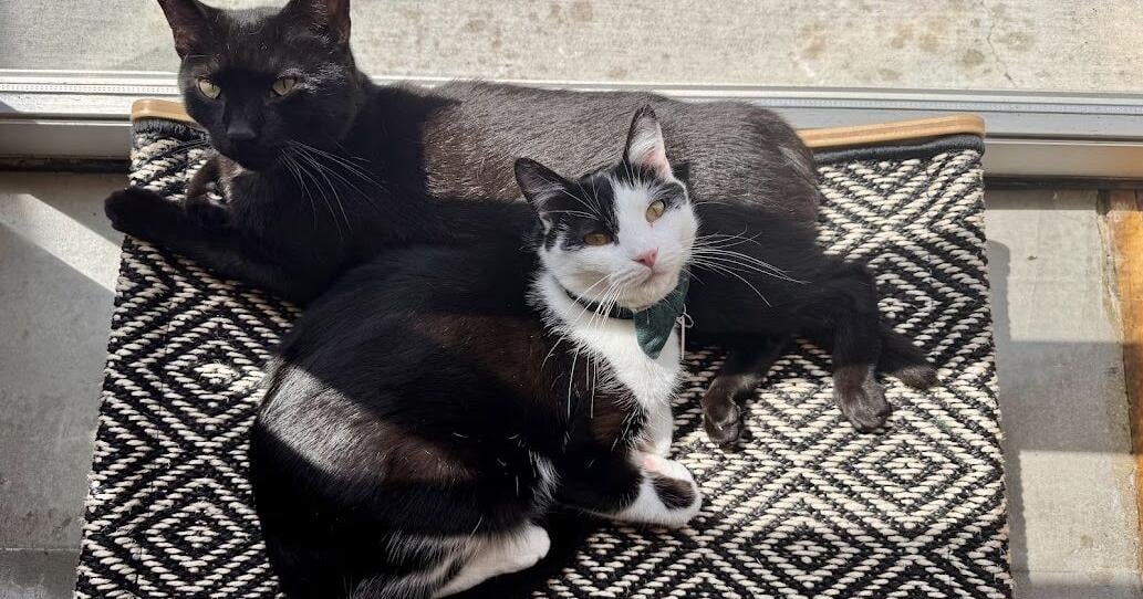 The Whisker Society celebrates 100th cat adoption