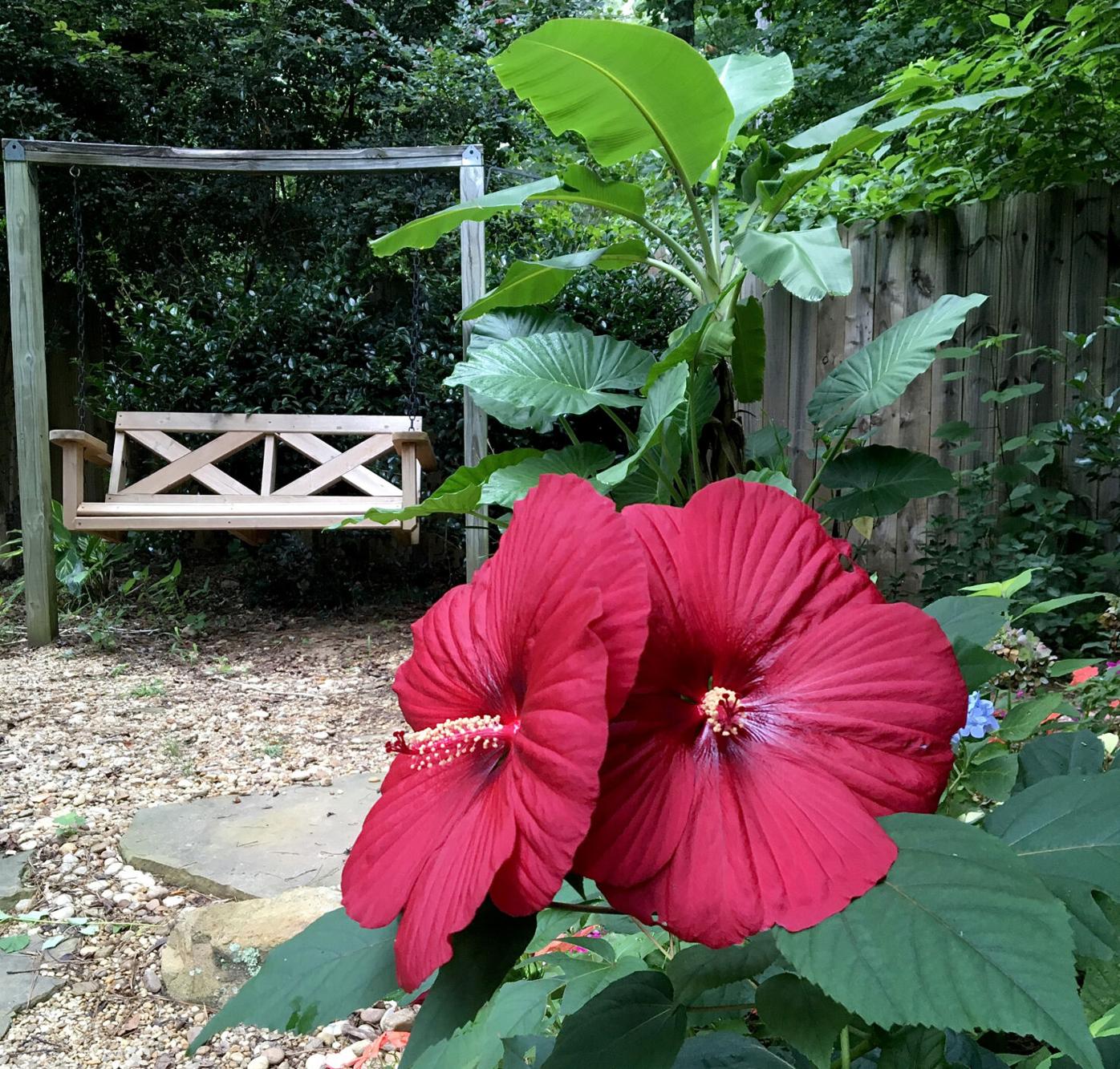 On Gardening: 2021's Year of the Hardy Hibiscus was a sensational hit |  Gardening | gmtoday.com