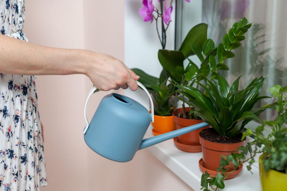 How often should you water your plants? When in doubt, check the soil - Greater Milwaukee Today