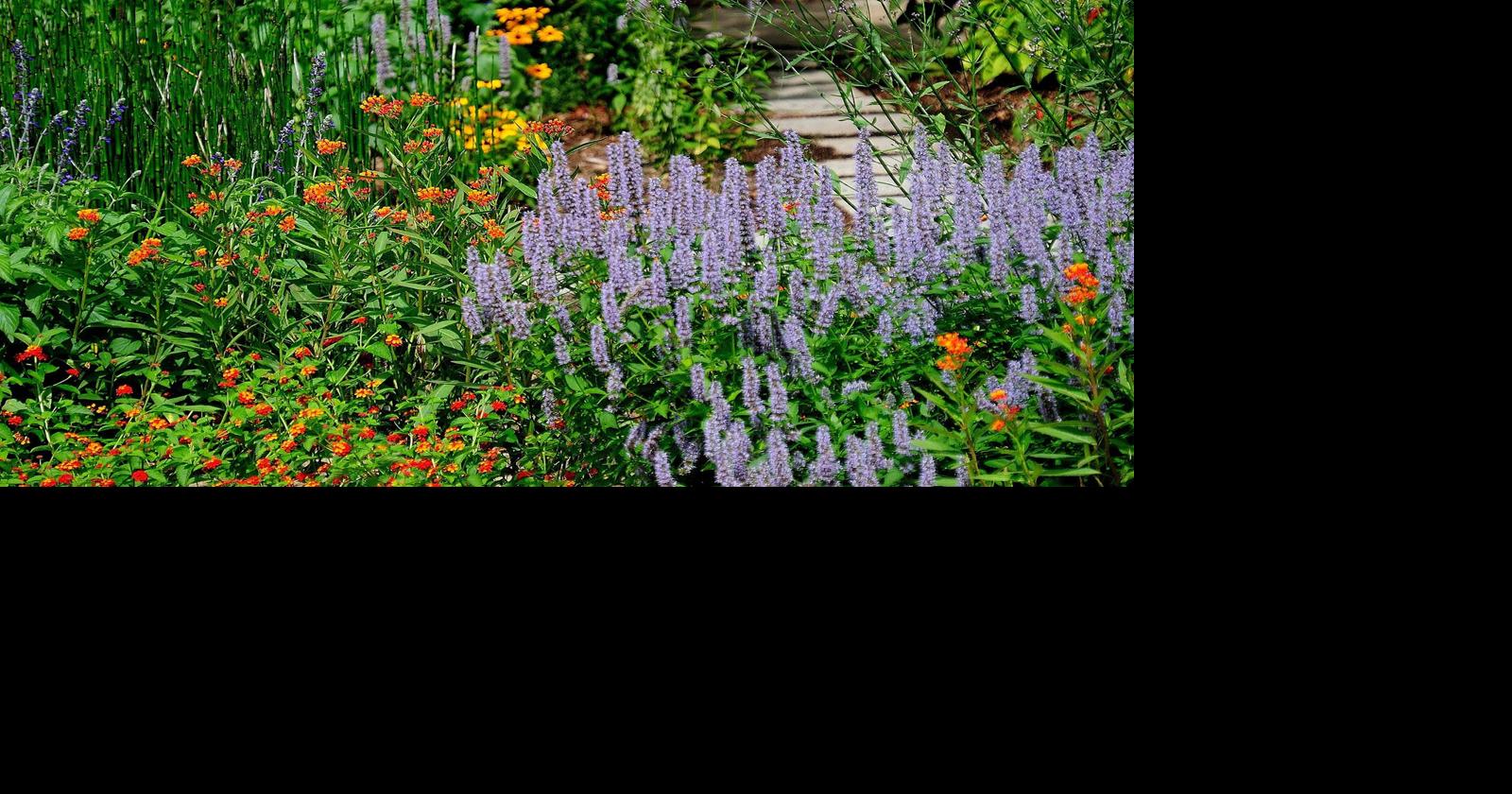 On Gardening: Make Blue Fortune agastache the foundation of your ...