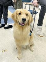 Organization seeks funds to get a prosthetic leg for three-legged therapy dog in training