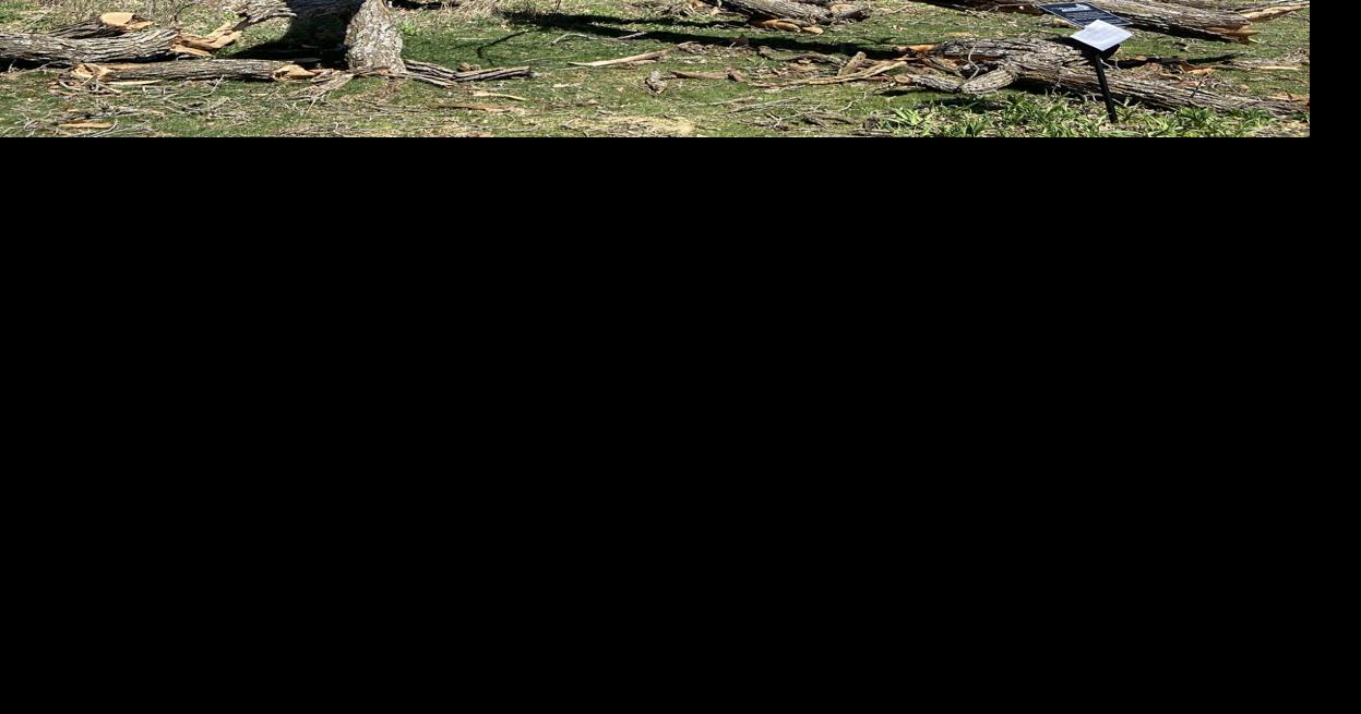 Ode to a 300-year-old oak tree | Waukesha Co. News | gmtoday.com