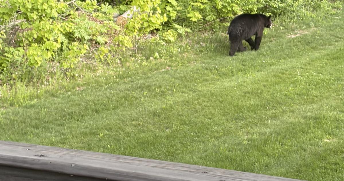 Black bear sighting in Slinger