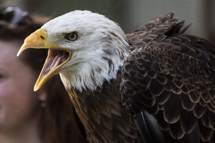 Auburn University's bald eagle Spirit named Honorary War Eagle; final  stadium flight Saturday
