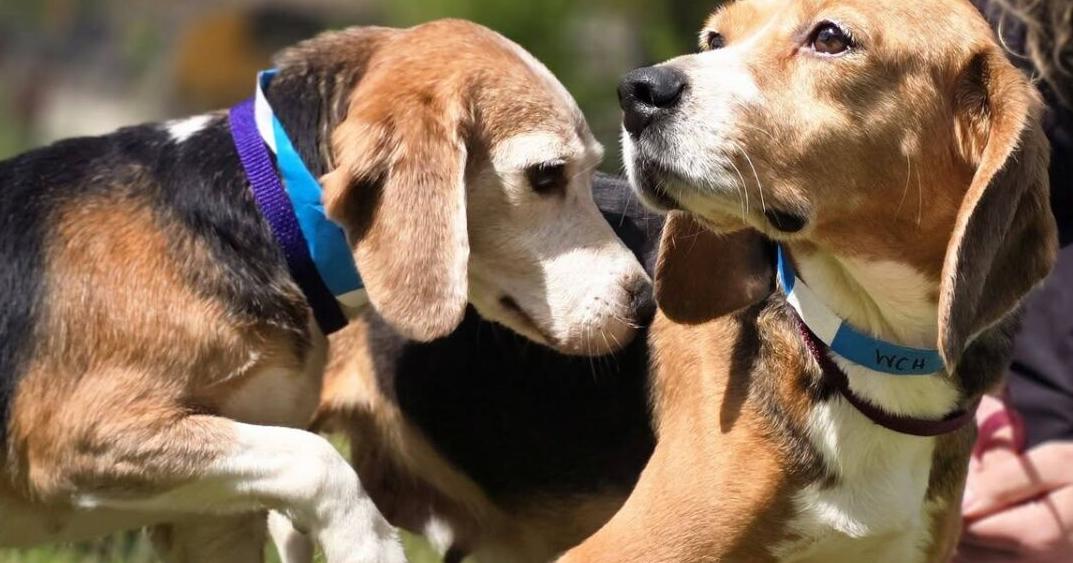 Washington County Humane Society’s new beagles now in foster care