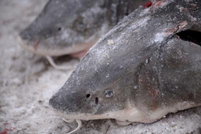 Prehistoric lake sturgeon is not endangered, US says despite calls from conservationists - 01