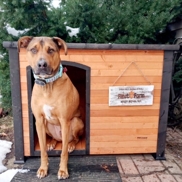 Fleet farm dog sales kennel