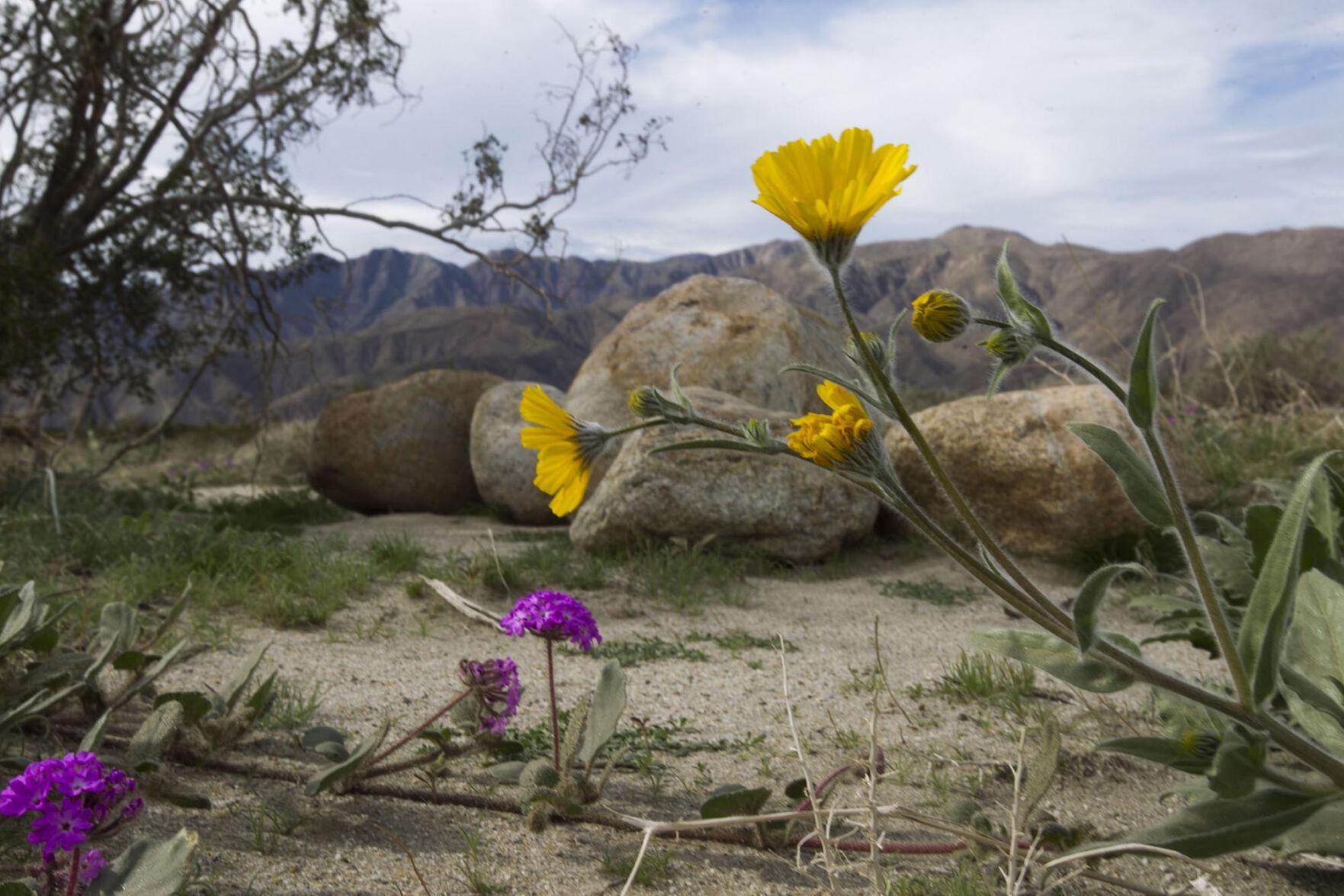 No Wildflower Super Bloom In California S Anza Borrego Desert This Spring But A Late Season Burst Is Coming Travel Gmtoday Com
