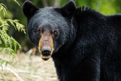 Black Bear  Wildlife Illinois