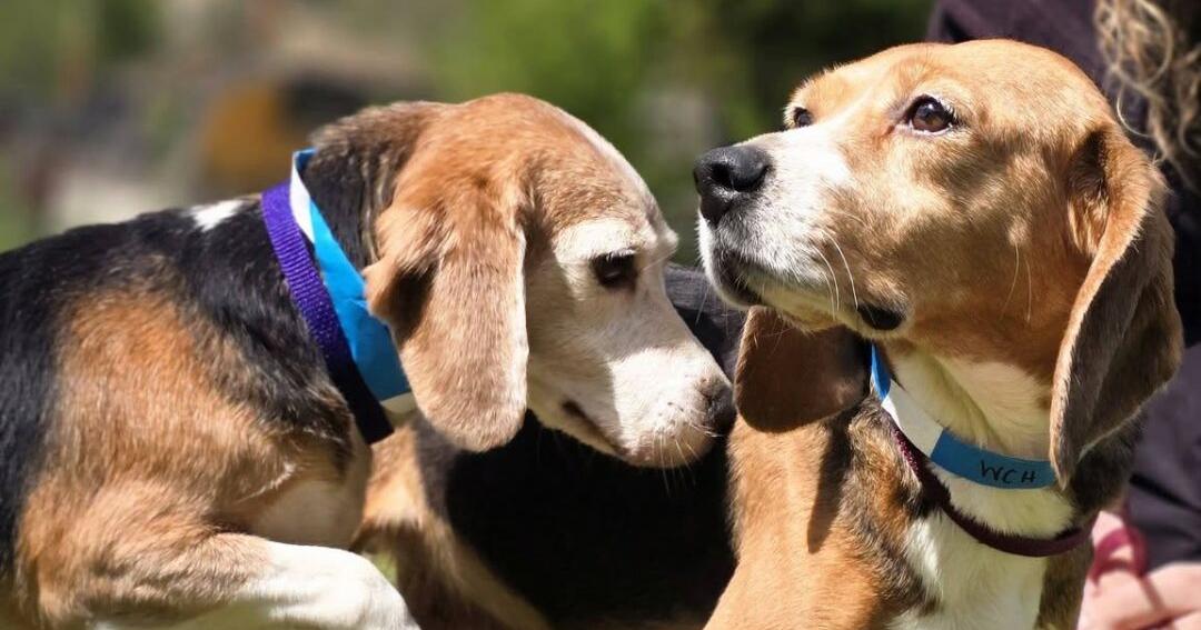 Washington County Humane Society welcomes beagles from Ridglan Farms