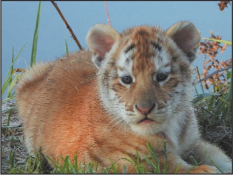 golden tabby tiger baby