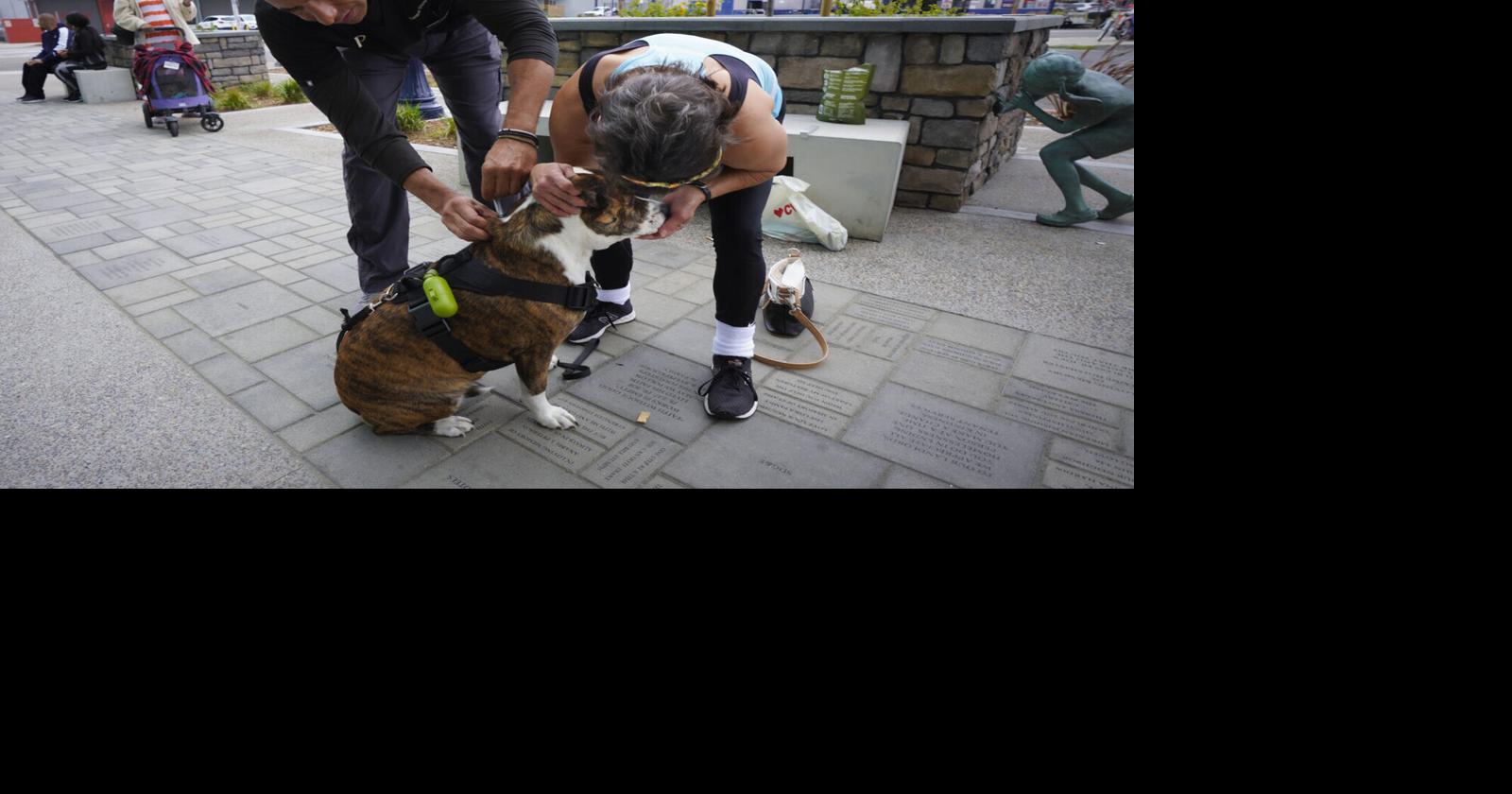 Street veterinarian aids homeless pets and launches clinic with fear ...