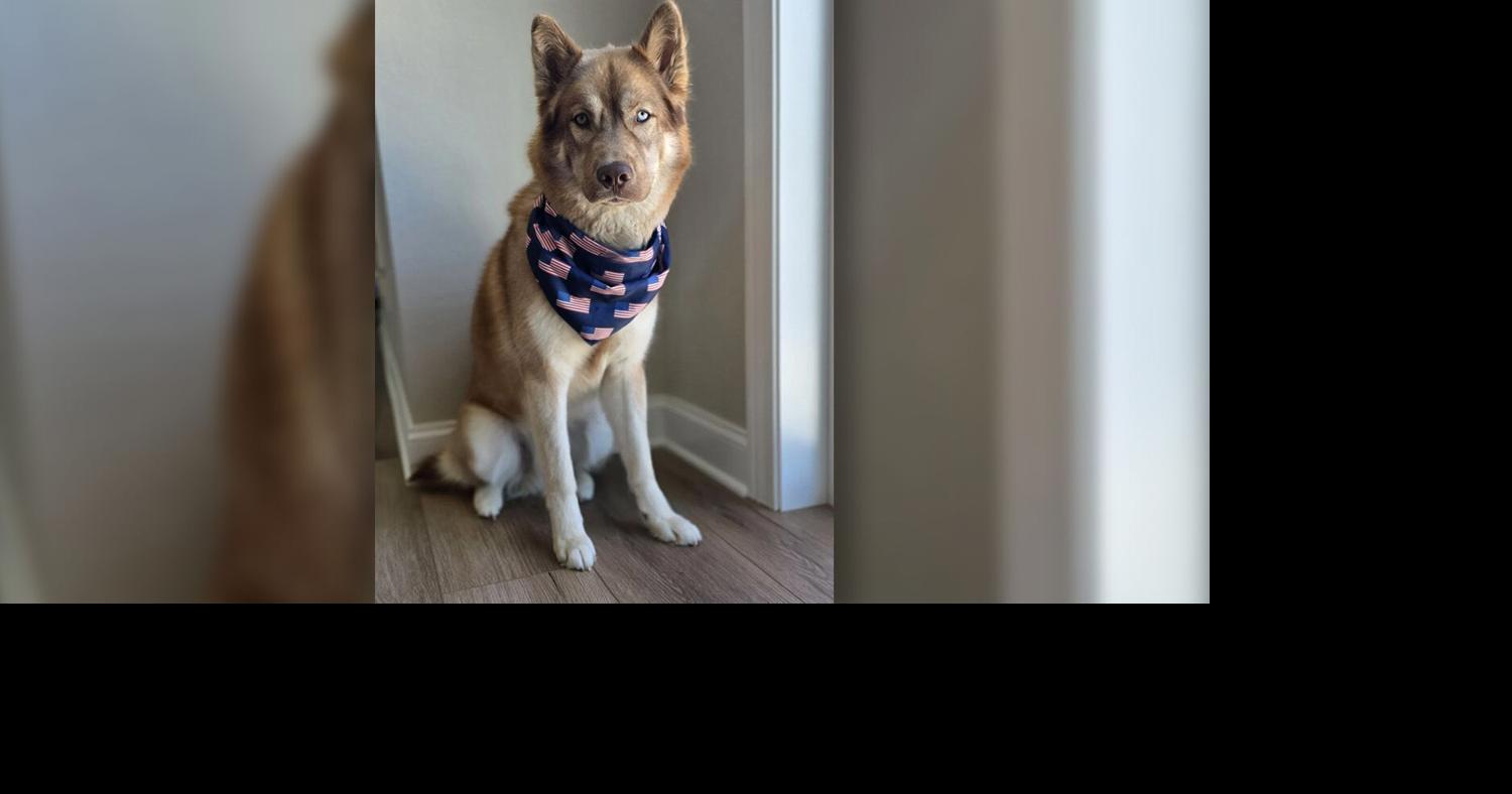 Owner didn’t have license to run kennel business in Dousman