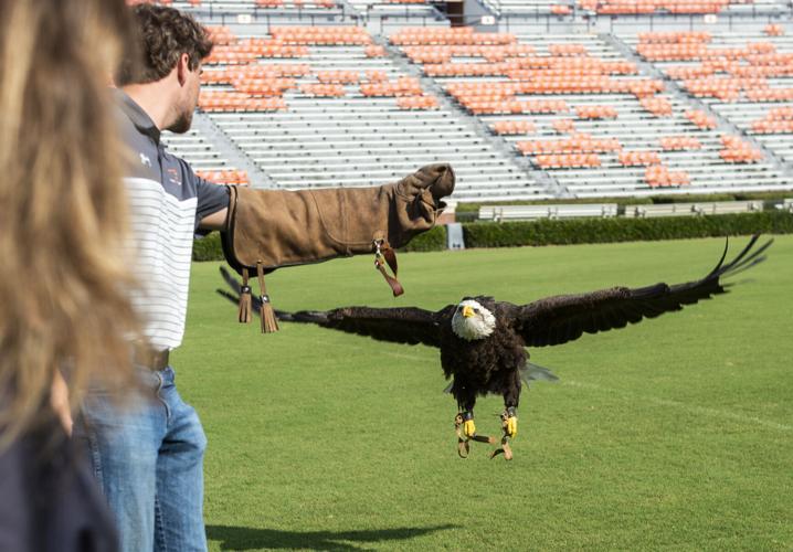 Auburn University's bald eagle Spirit named Honorary War Eagle; final  stadium flight Saturday