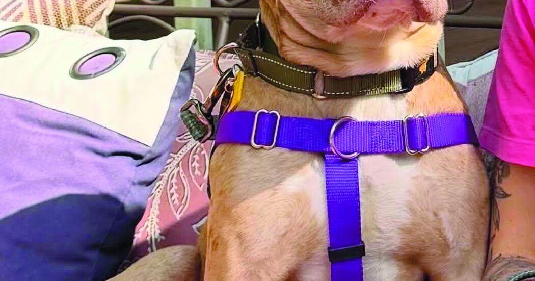 Former Thiensville officer fined in dog shooting case