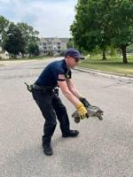 Hartland Fire Department saves turtle from road