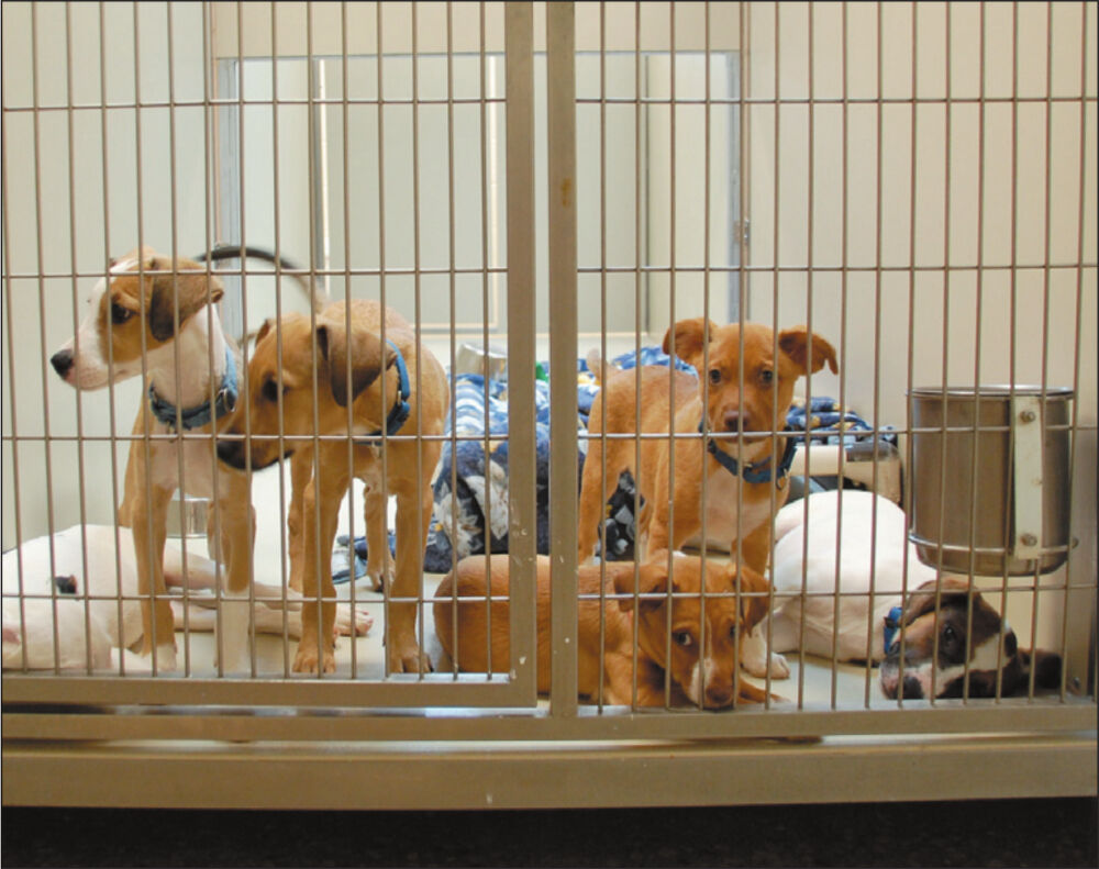 Puppies find homes after law enforcement stops their illegal