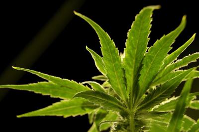 US drug control agency will move to reclassify marijuana in a historic shift, AP sources say - 01