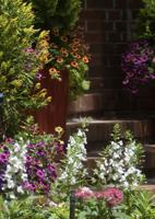 On Gardening: The Year of the Angelonia - Let the celebration commence