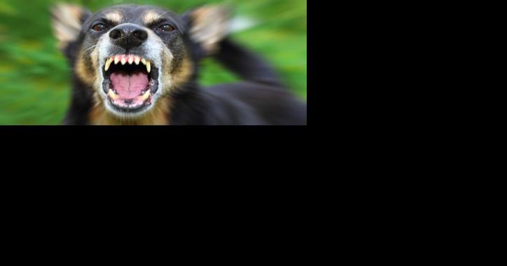 Danville Area Humane Society to host rabies vaccine clinic - Vimarsana News