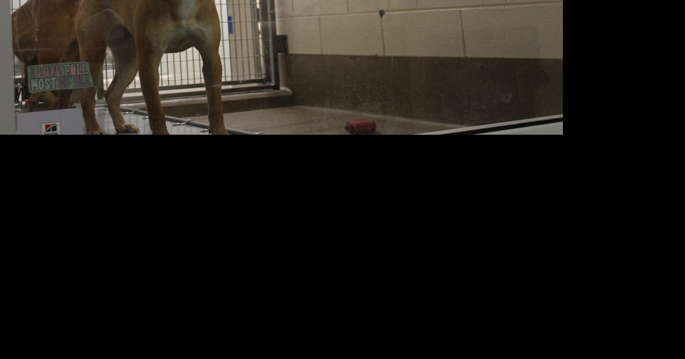 In Pittsylvania County, pet center faces overload of animals