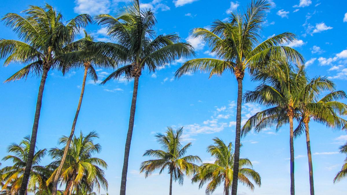 Even In A Hurricane Palm Trees Stand Tall Lifestyles Godanriver Com Even In A Hurricane Palm Trees Stand Tall Lifestyles Godanriver Com