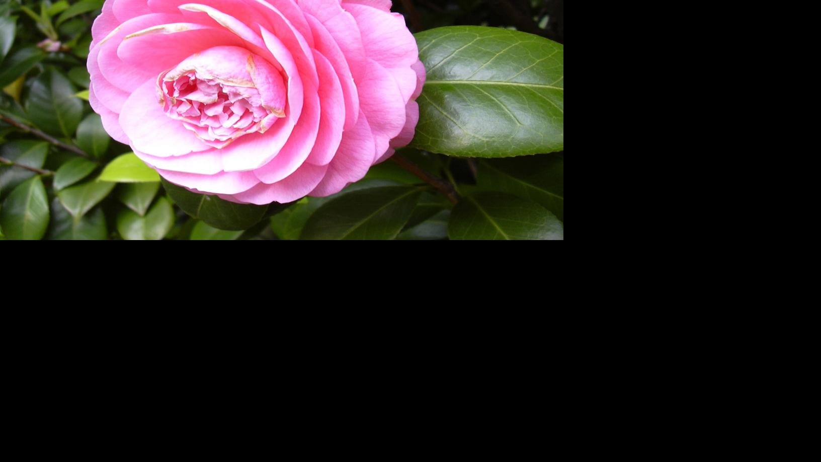 In The Yard Flower Failure Non Blooming Camellias May Be - flowers blox piece