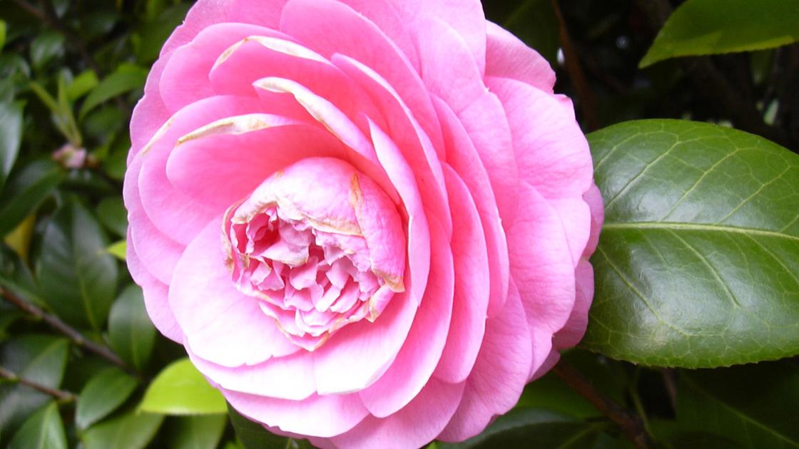 In The Yard Flower Failure Non Blooming Camellias May Be