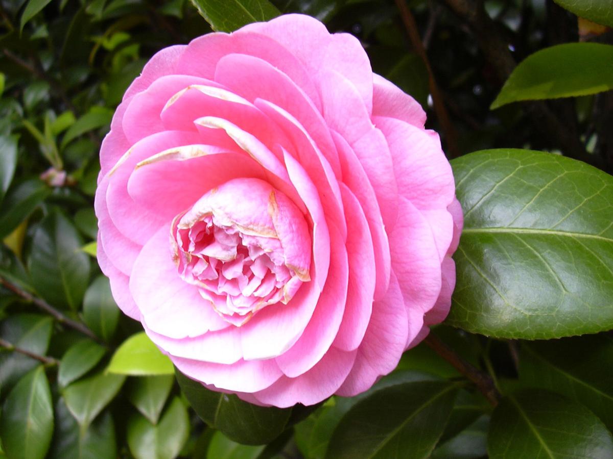 IN THE YARD Flower failure? Nonblooming camellias may be stressed out