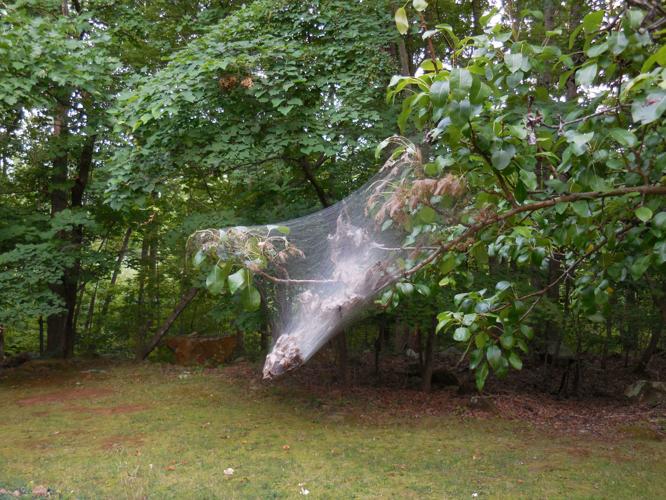 Webworms leave unsightly mess in trees, but do little harm