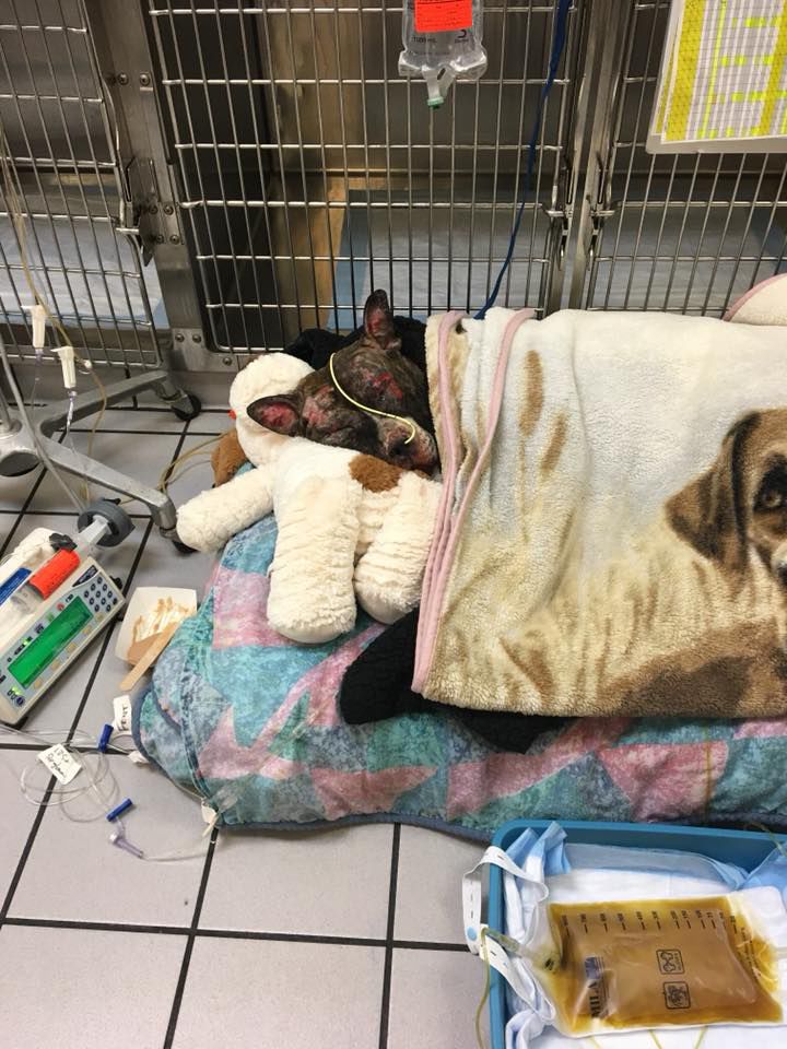 Pit Bull Intentionally Set On Fire In Richmond S From Injuries Pit Bull Intentionally Set On Fire In Richmond S From Injuries