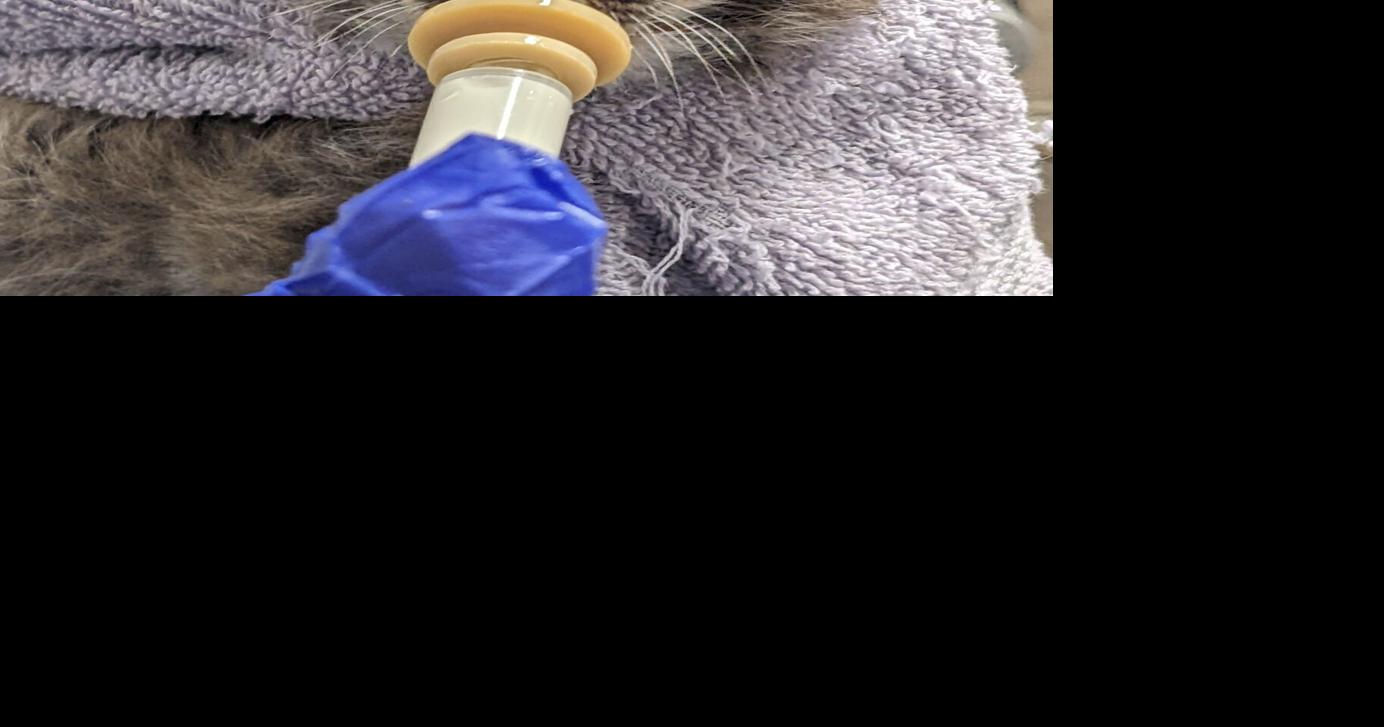 Wildlife center caring for orphaned bobcats found in Chatham