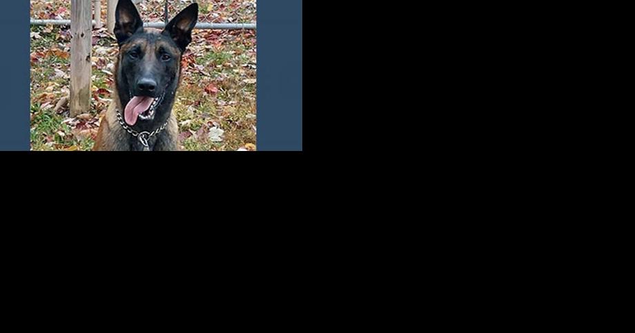 Corrections K-9 killed by MS-13 gang members, officials say - Vimarsana News