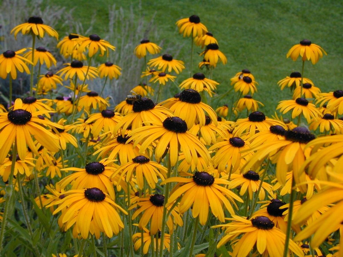 Black-eyed Susan