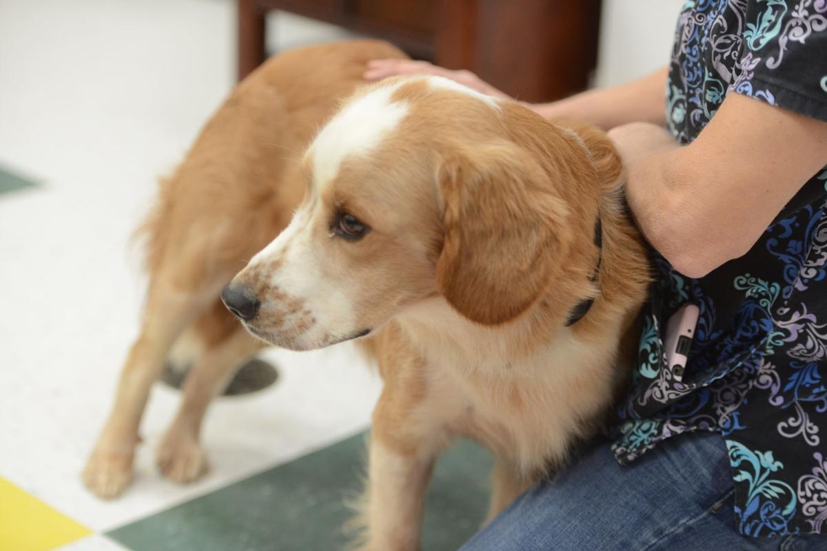 Danville Area Humane Society To Hold Fundraiser Monday With Help From Animal Shelter Advocate Local News Godanriver Com