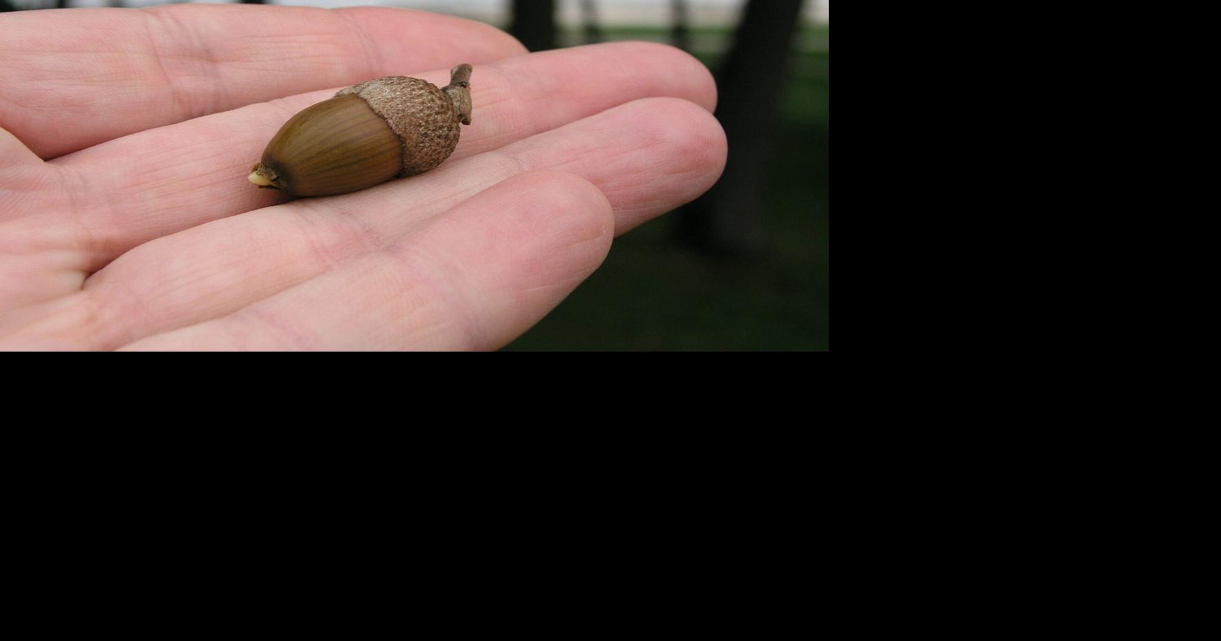 Nuts about acorns: Maryland's Department of Natural Resources