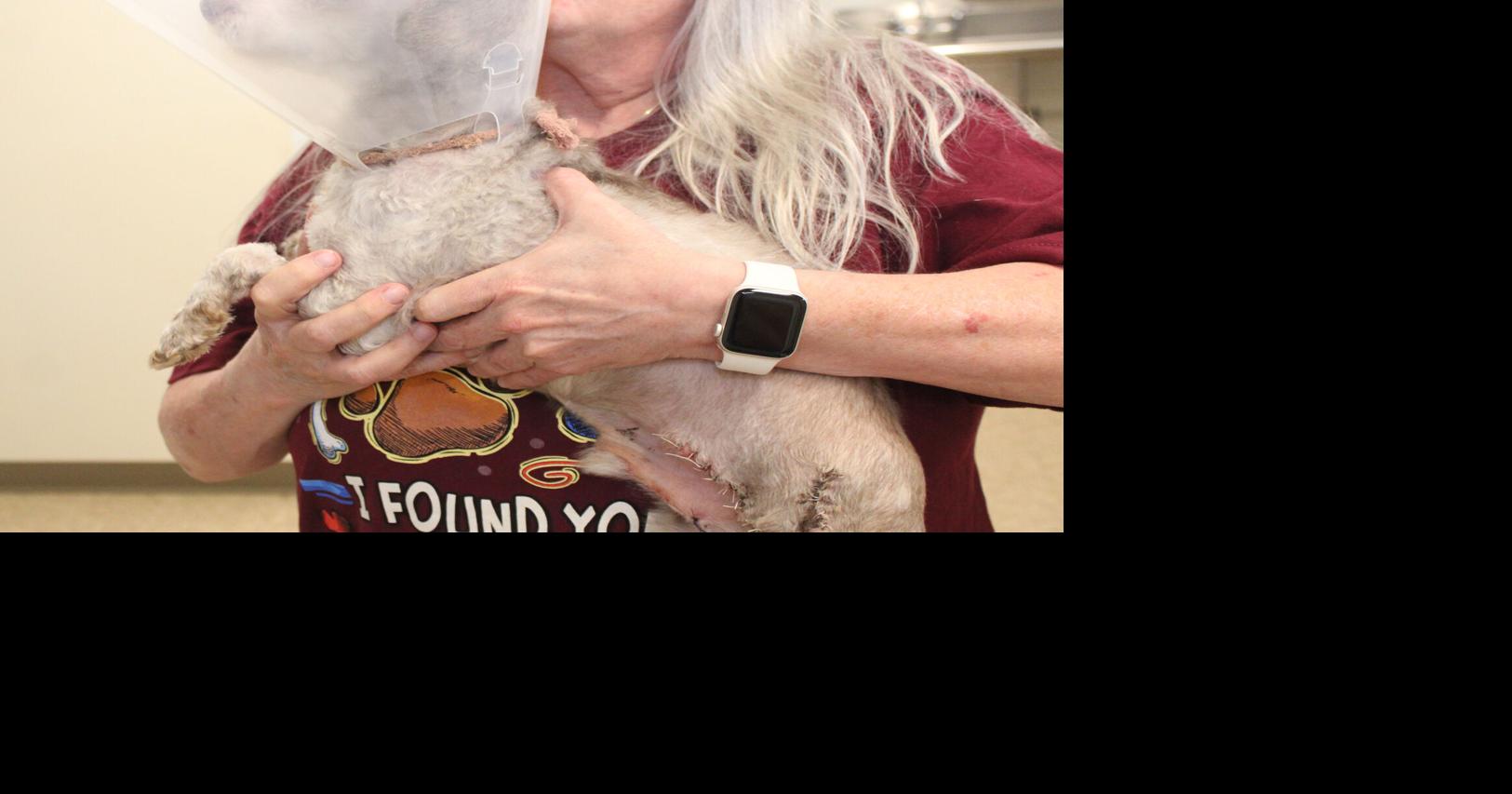 ‘Tumultuous' year noted in Danville Area Humane Society annual report