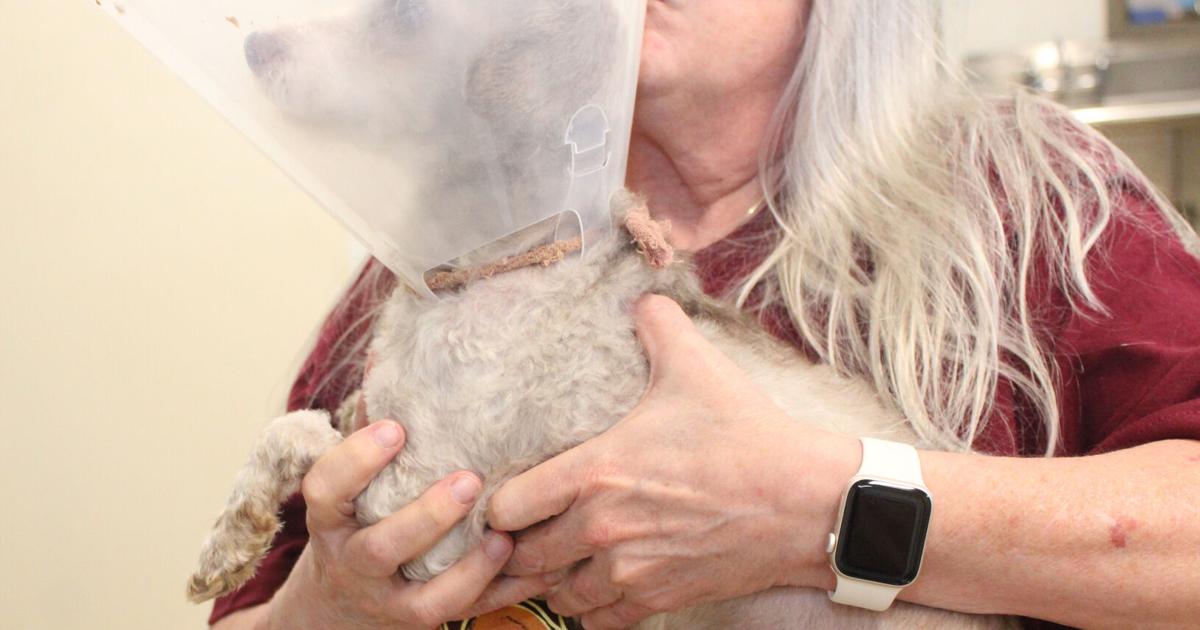 ‘Tumultuous' year noted in Danville Area Humane Society annual report