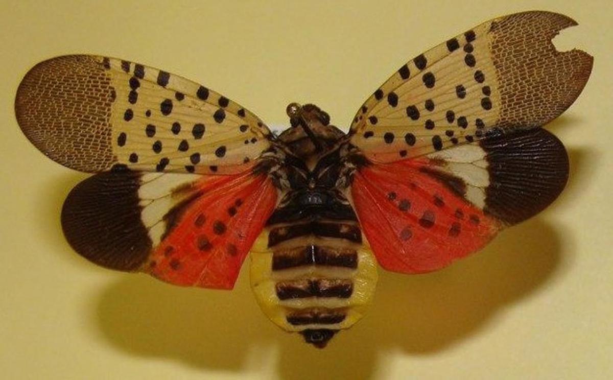 Types Of Moths In Va