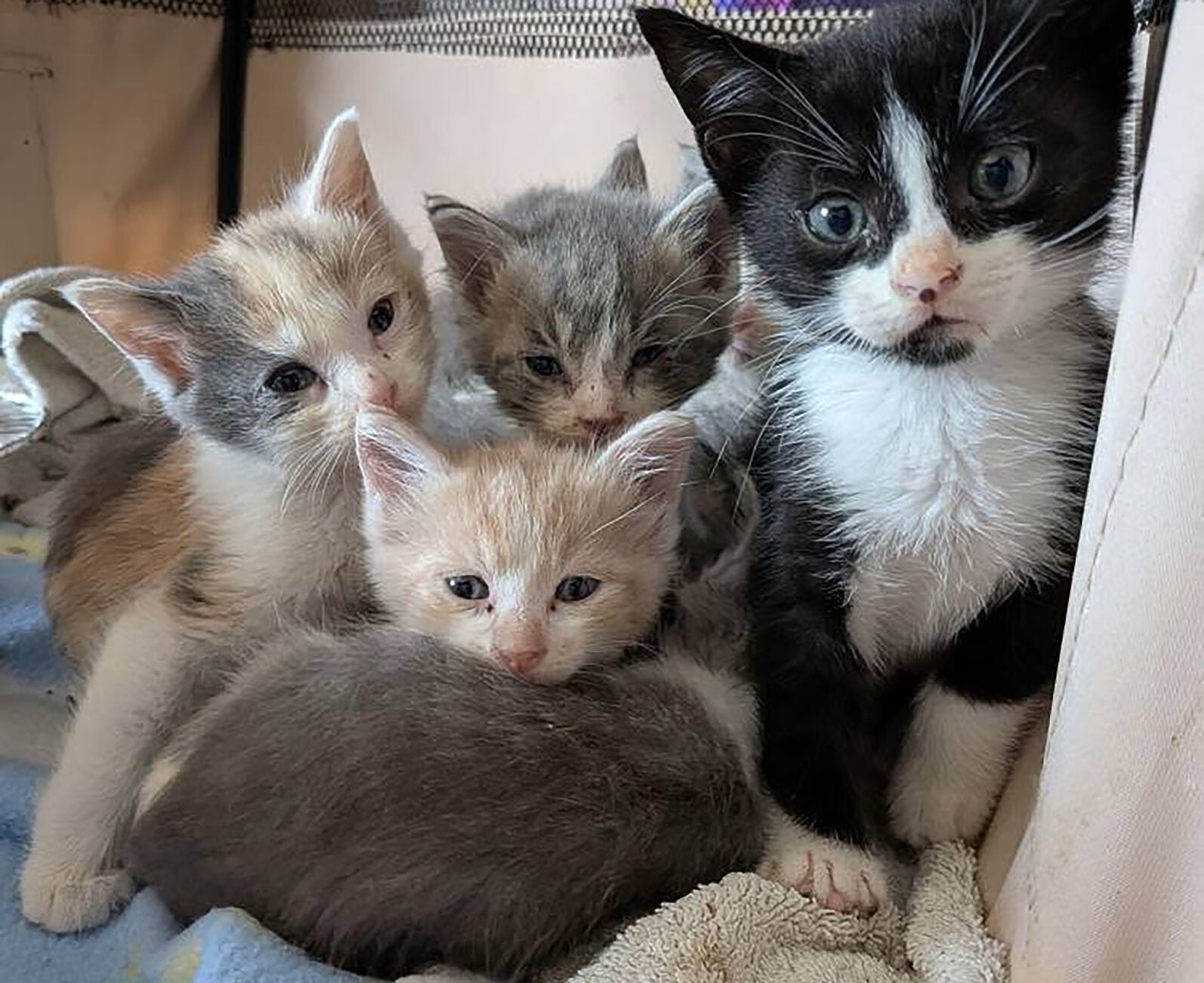Kittens