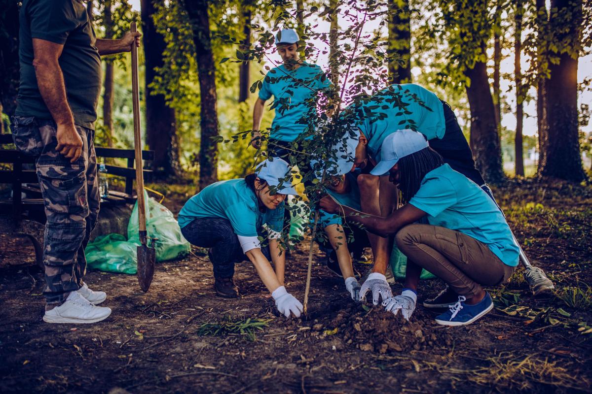 Tree planting 02