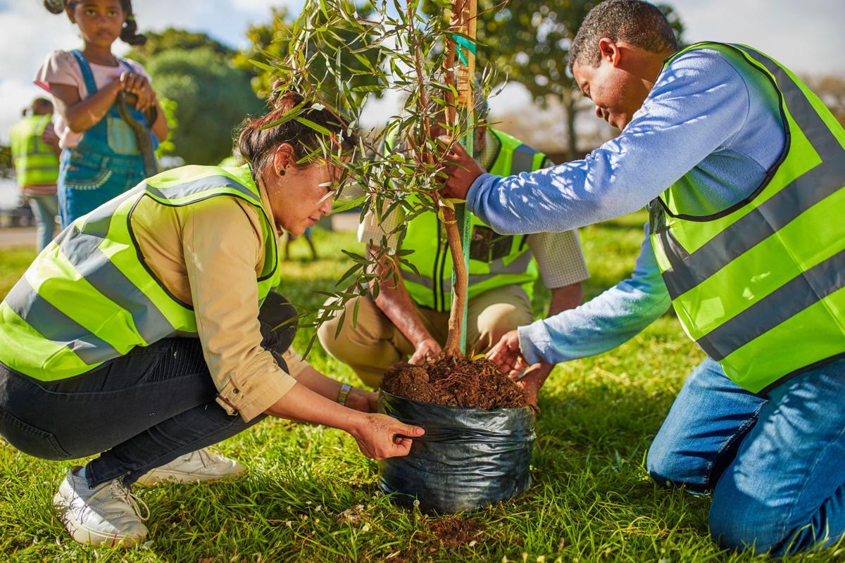 Tree planting 01