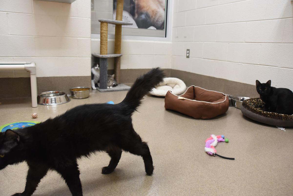 As Danville, Pittsylvania animal shelters adapt to impacts of