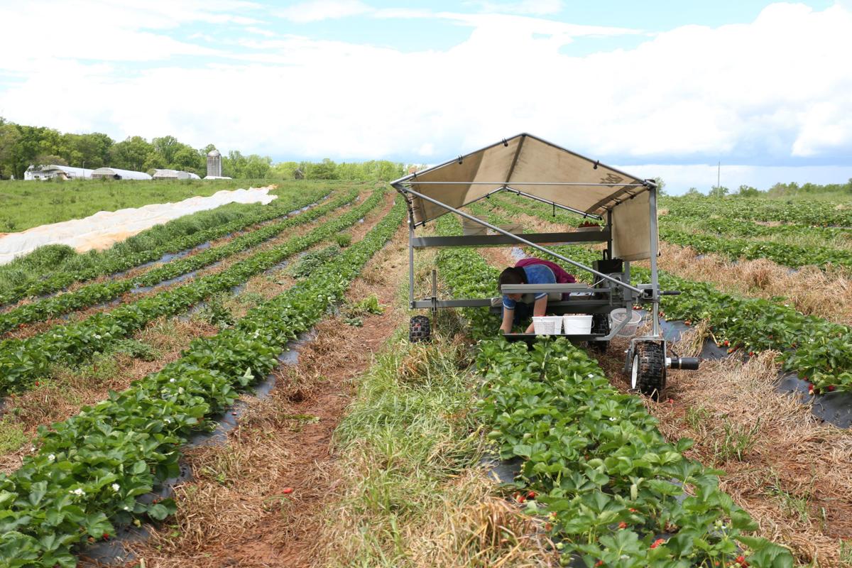 Pick Your Own Farms Adapt To Social Distancing Business News Godanriver Com
