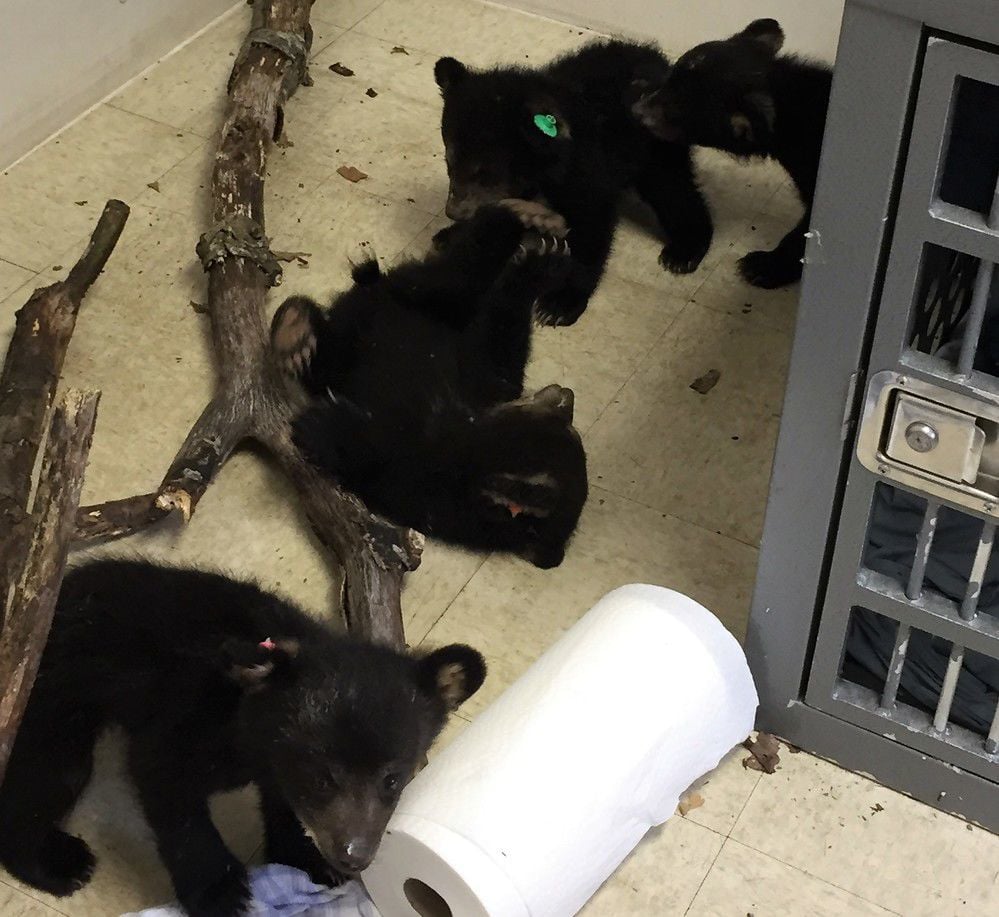 Bear cub season returns in southern Virginia State News