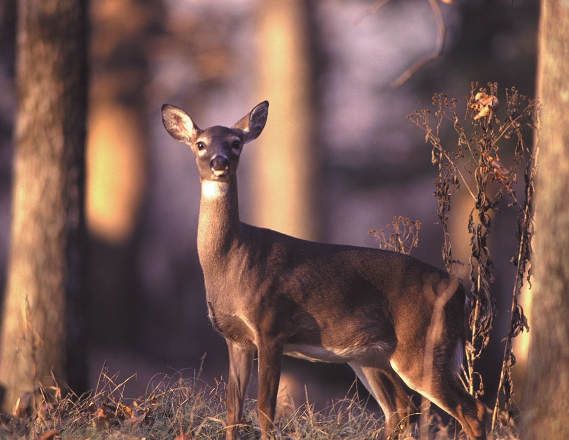 November most dangerous time for deer crashes Local News