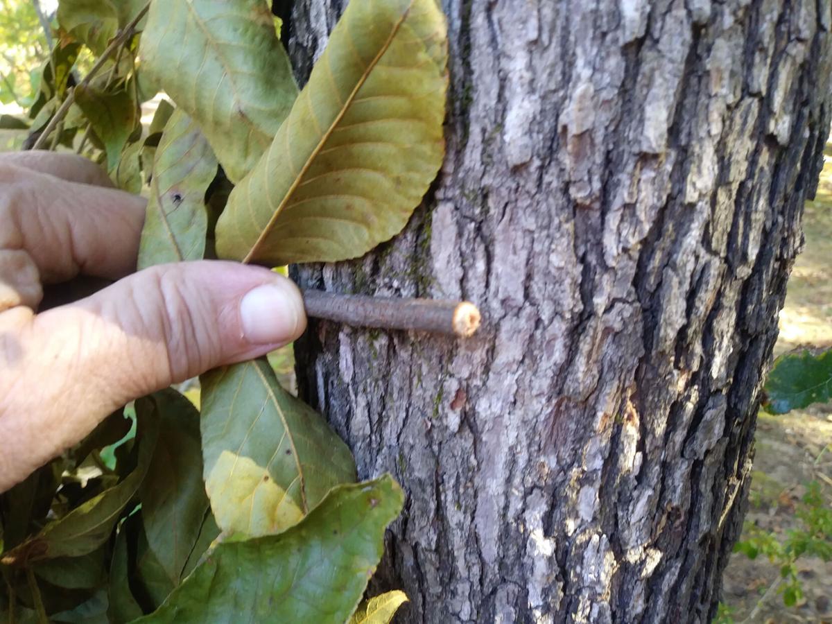 Twig Girdlers and Twig Pruners on Trees