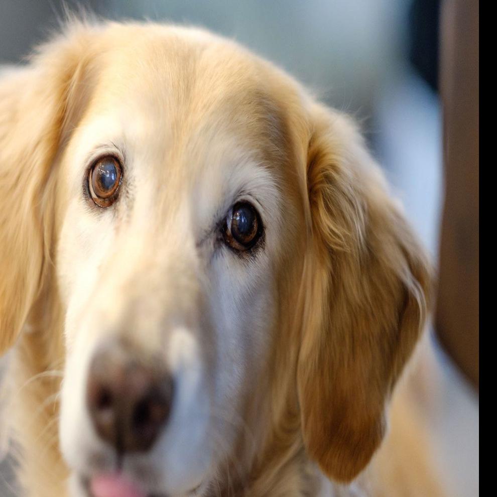 This Golden Retriever Is A Quadruple Amputee And Now A Therapy Dog For Phoenix Veterans Children Trending Godanriver Com